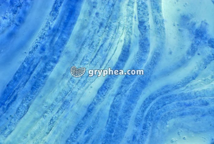 Nerf dissocié BM x100 - gryphea.com